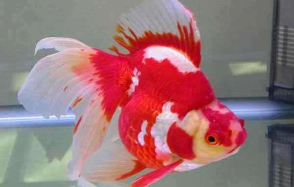 Ikan Koki Ranchu