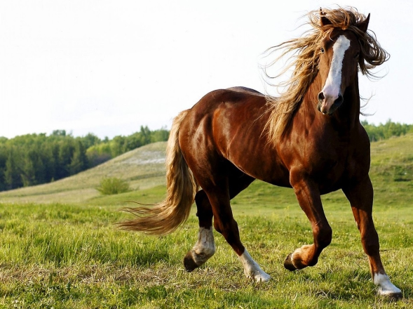 Kuda Jerman