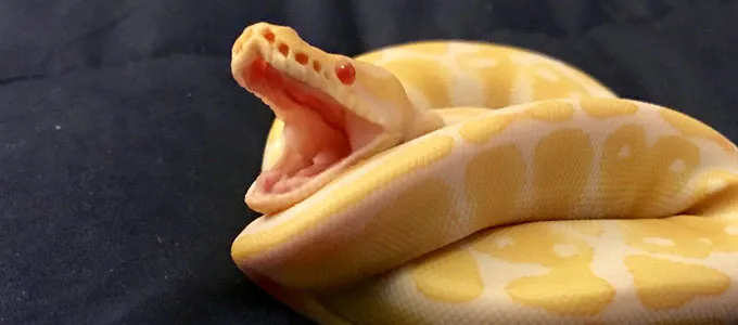 ular-phyton-albino