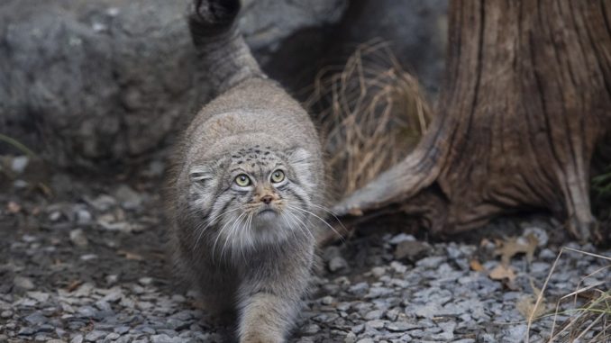 kucing pallas