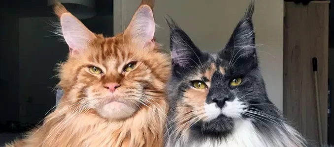 kucing-maine-coon-1