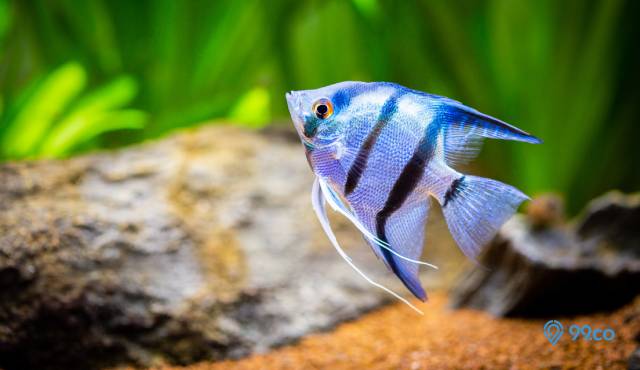 jenis-ikan-manfish