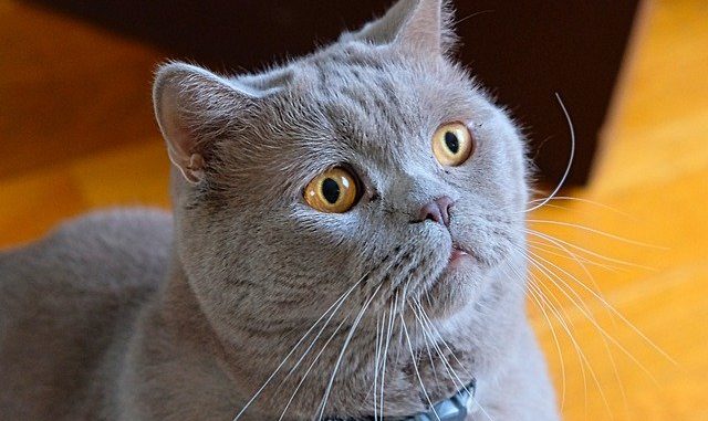 20210629155914-1-kucing-british-shorthair-005-ani-mardatila