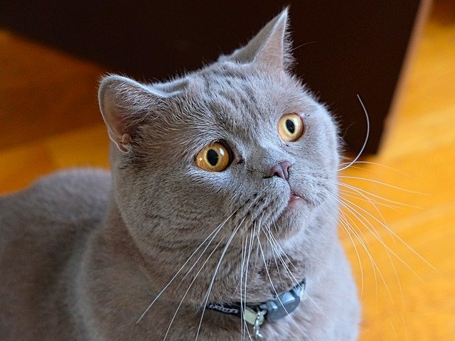 Biaya Anakan Kucing British Shorthair dan Cara Perawatannya | Info Biaya