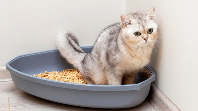 rekomendasi-pasir-kucing-wangi-yang-bagus
