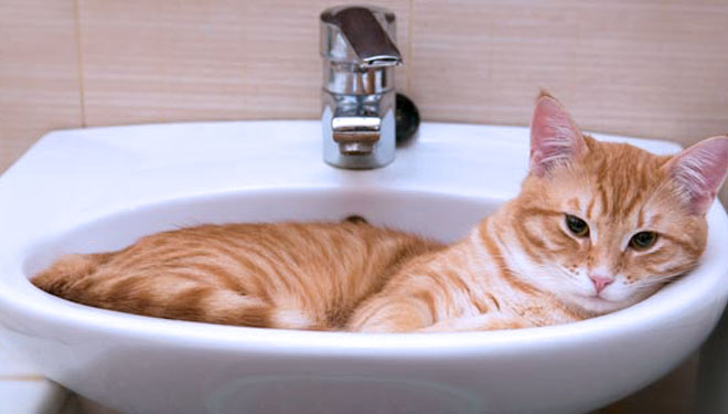 kucing